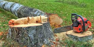 How Our Tree Care Process Works  in  Crownpoint, NM