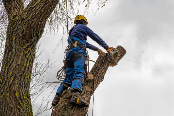 Trusted Crownpoint, NM Tree Services Experts