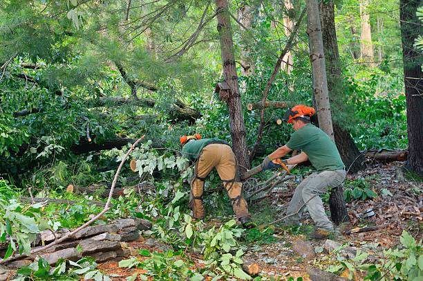 Best Arborist Consultation Services  in Crownpoint, NM