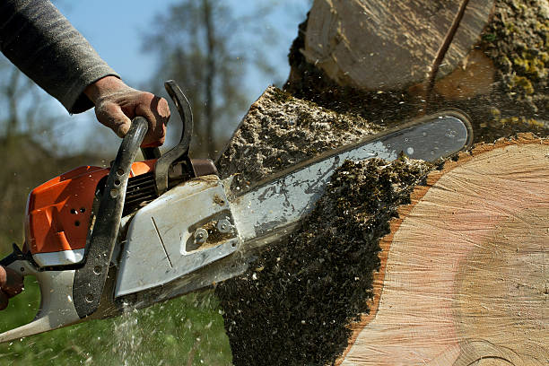 Best Stump Grinding and Removal  in Crownpoint, NM